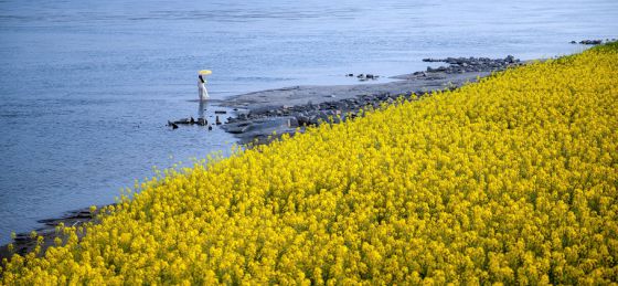 江畔花漾·風(fēng)吻春顏