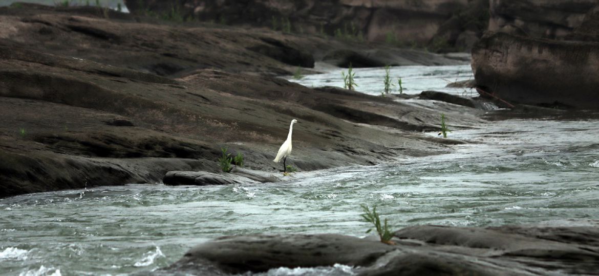 江瀾同脈.羽翼共棲
